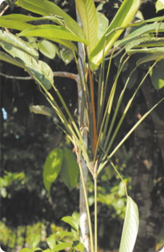 Fotografia de uma planta com o caule fino e longo, com ramificações em forma de leque e grandes folhas nas pontas dos ramos.