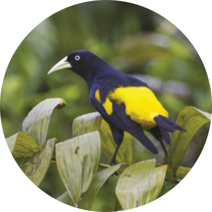 Fotografia de um pássaro com o bico curvo e alongado, com o corpo preto e amarelo, pousado em um ramo de folhas.