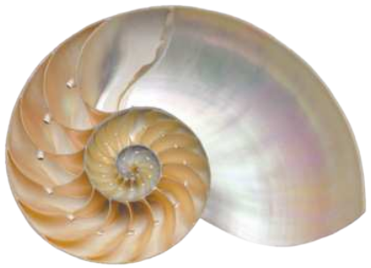 Ilustração de uma concha em formato de espiral, mostrando parcialmente o interior da concha, onde habitam os náutilos.