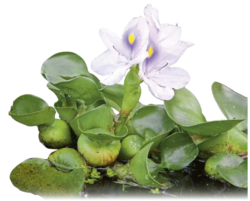 Fotografia de um aguapé. Planta aquática flutuante, com folhas largas, brilhantes e arredondadas. As raízes são finas e alongadas e ficam dentro da água. A planta possui uma haste floral ereta, com várias flores agrupadas no topo. As flores têm pétalas arredondadas. Podem medir de cerca de 30 a 50 centímetros.