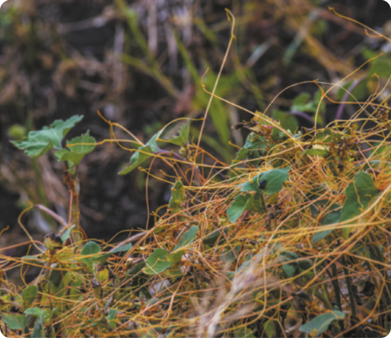 Fotografia do cipó-chumbo sobre uma planta. O cipó tem aparência de fios finos, alongados e entrelaçados, que se enrolam ao redor de outras plantas. Os caules são numerosos, flexíveis e pendentes, formando uma rede densa e irregular. Não possui folhas. Podem ter de 1 até mais de 3 metros de comprimento.