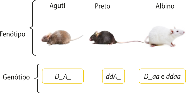Esquema representando a cor do pelo do rato e seus respectivos genótipos. Fenótipo aguti, genótipo D maiúsculo traço A maiúsculo traço. Fenótipo preto, genótipo d minúsculo d minúsculo A maiúsculo traço. Fenótipo albino, genótipo D maiúsculo traço e d minúsculo d minúsculo a minúsculo a minúsculo.