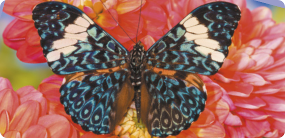 Fotografia de uma borboleta pousada sobre flores. Suas asas são cobertas por manchas e padrões de cores azuis e pretas. A parte superior de cada asa possui uma faixa branca. A envergadura média das asas dessa espécie tem aproximadamente 8 centímetros.
