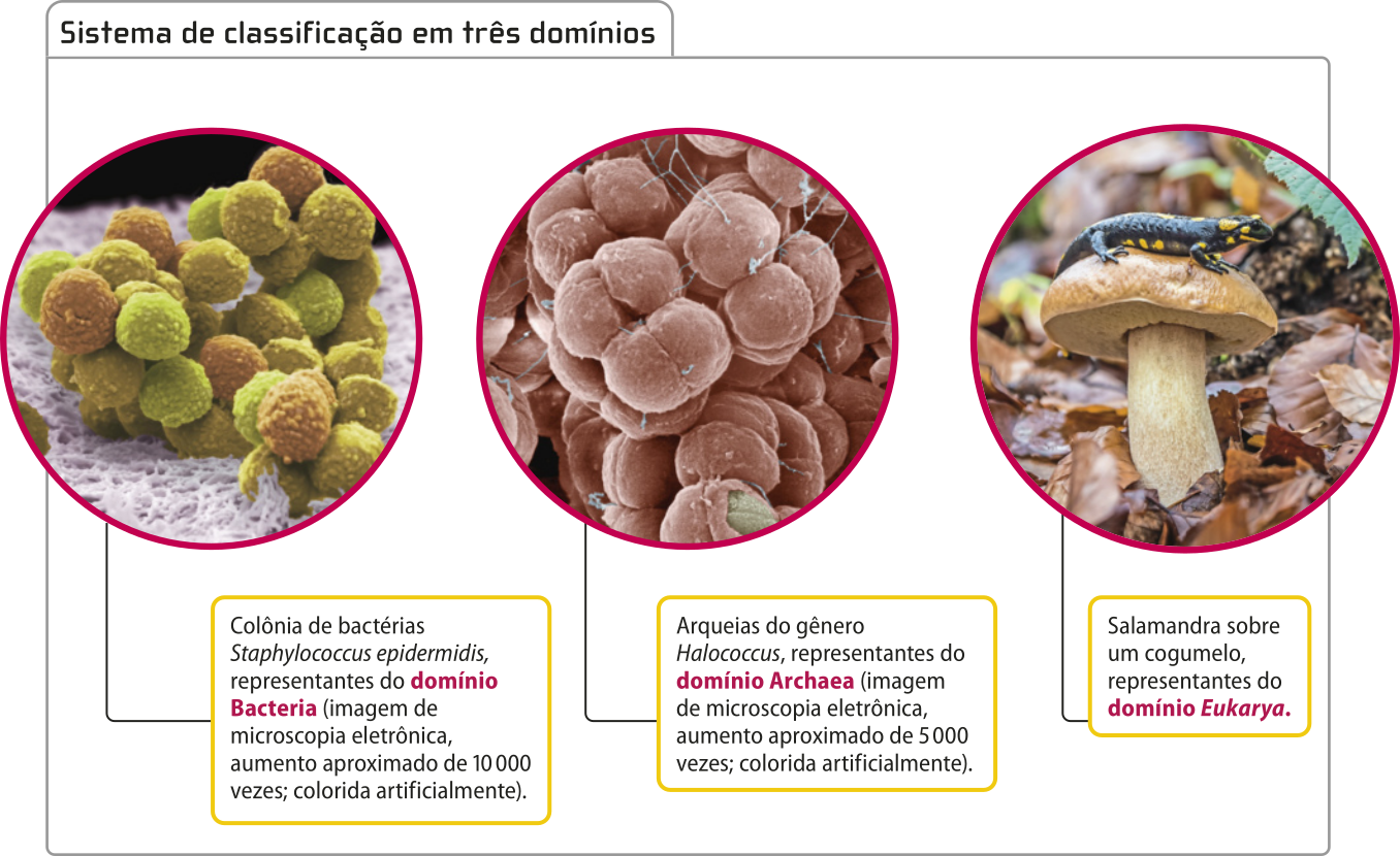 Combinação de imagens sobre o 'Sistema de classificação em três domínios'. Abaixo de cada foto há um texto. 1. Imagem de microscopia de bactérias esféricas, unidas formando agrupamentos com as superfícies cheias de pequenas protuberâncias. 2. Imagem de microscopia de arqueias de formato arredondado agrupadas. 3. Fotografia de uma salamandra preta com manchas amarelas sobre um cogumelo. A salamandra é um anfíbio de quatro patas, corpo alongado e cauda. Os indivíduos possuem aproximadamente 20 centímetros de comprimento.