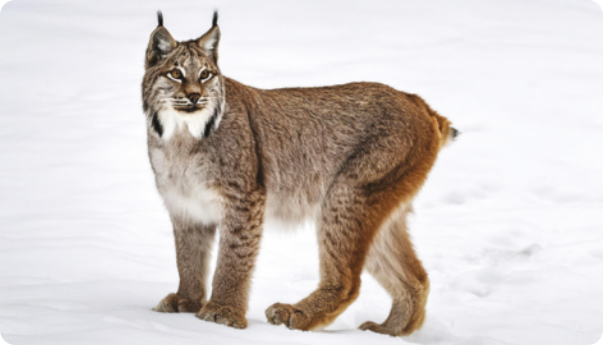 Fotografia de um lince-canadense sobre a neve. Felino com corpo compacto e pernas longas e patas grandes. A cabeça é arredondada, com orelhas eretas e pontudas, cada uma com um tufo de pelos escuros na ponta. Os olhos ficam posicionados na frente da cabeça. A cauda é curta, espessa e termina com a ponta escura. Possui bigodes finos. Os indivíduos têm de 75 a 105 centímetros de comprimento.