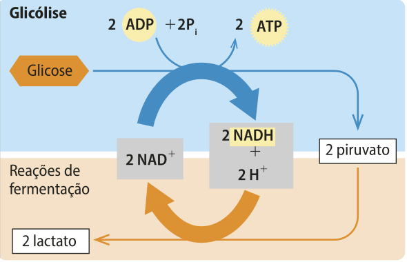 Esquema de setas representando a fermentação láctica a partir da glicólise. A glicose se transforma em 2 piruvatos a partir da reação de 2 A D P mais 2 Píndice 1 em 2 A T P e de 2 NAD^+ em 2 NADH mais 2 H^+. Os dois piruvatos se convertem em 2 lactatos a partir da reação inversa: 2 NADH mais 2 H^+ em 2 NAD^+.