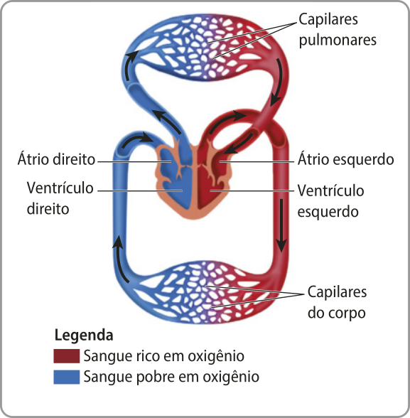 Esquema representando o sistema circulatório dos mamíferos. O sangue rico em oxigênio sai dos capilares pulmonares, entra no coração pelo átrio esquerdo, passa para o ventrículo esquerdo e sai em direção aos capilares do corpo, onde fica pobre em oxigênio. Depois, segue de volta ao coração, onde entra pelo átrio direito, passa para o ventrículo direito e sai em direção aos capilares pulmonares.