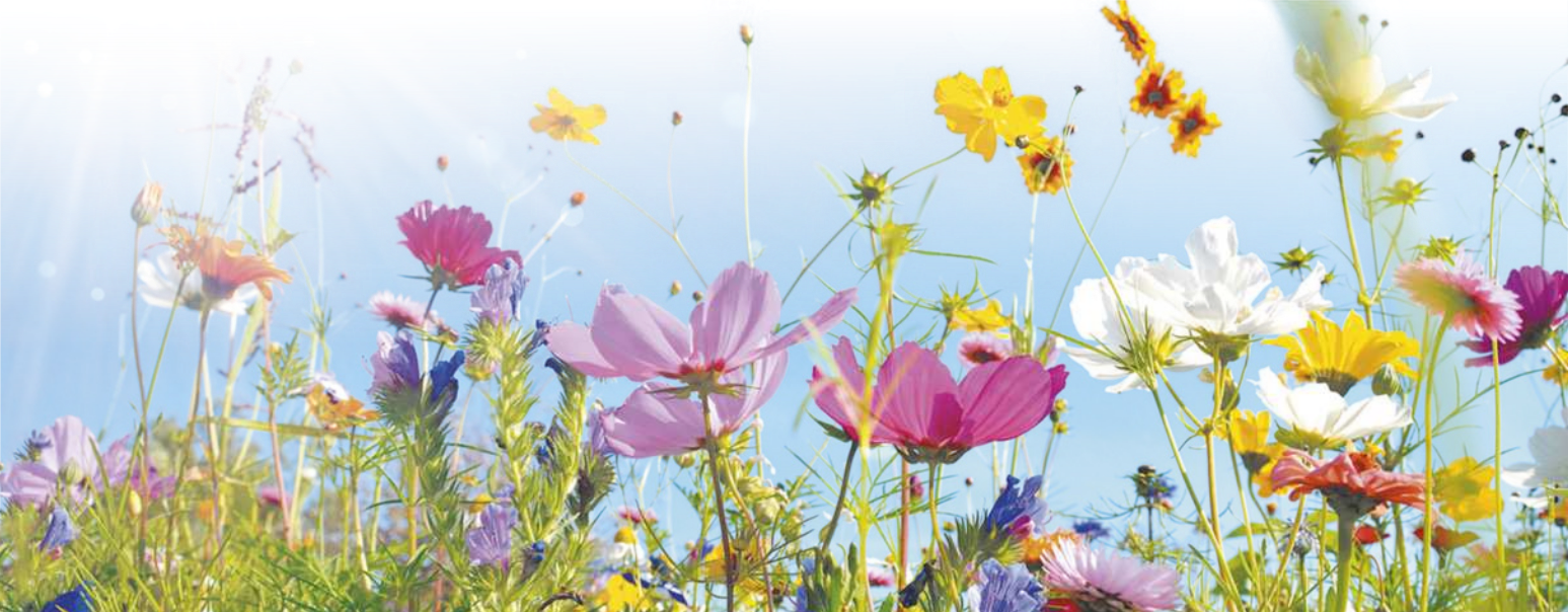 Fotografia de diversos tipos de flores e plantas rasteiras.