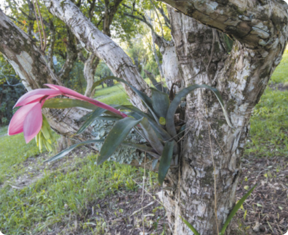 Fotografia de uma bromélia florida fixada no tronco de uma árvore. As bromélias são plantas com longas folhas que nascem a partir do centro e se organizam em camadas circulares. Do centro, também sai o ramo floral. A flor desta imagem tem haste longa e pétalas grandes sobrepostas. Os indivíduos possuem de 30 a 70 centímetros de altura e largura de 20 a 60 centímetros, a depender da espécie.