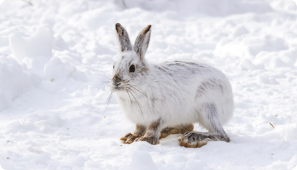 Fotografia de uma lebre-da-neve sobre a neve. Animal com corpo alongado e orelhas grandes e eretas. As patas traseiras são longas e bem desenvolvidas. Os olhos ficam posicionados nas laterais da cabeça. A pelagem da maior parte do corpo é branca, com exceção das orelhas e patas, que são marrons. Os indivíduos têm de 43 a 56 centímetros de comprimento.