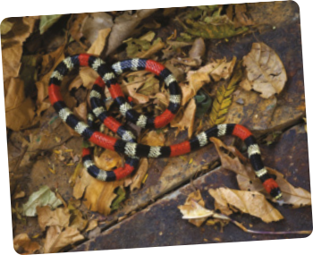 Fotografia de uma coral verdadeira sobre folhas secas. Cobra que possui listras pelo corpo todo seguindo um padrão de cores, que se repetem, nesta ordem: vermelho, preto, branco, preto, branco e preto. Mede cerca de 100 centímetros.
