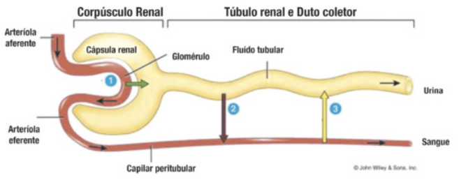 Esquema representando as arteríolas aferente e eferente, o corpúsculo renal, túbulo renal, o duto coletor e o capilar peritubular. 1. O sangue passa dentro da cápsula renal por meio do glomérulo, uma seta indica a saída de elementos do sangue para a cápsula renal. 2. Uma seta indica a saída de elementos do fluido tubular que está dentro do túbulo renal para o capilar peritubular. 3. Uma seta indica a saída de elementos do sangue presente no capilar tubular de volta para o fluido tubular presente no duto coletor que libera urina.