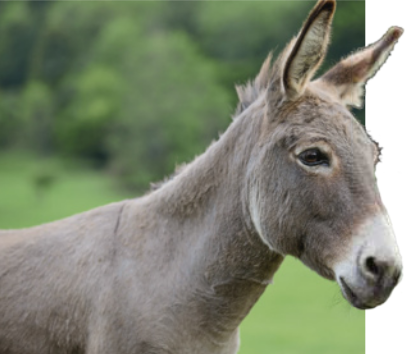 Fotografia da cabeça de um burro. Equino de coloração marrom acinzentado e pelo curto. Possui bochechas proeminentes, focinho comprido, narinas grandes, uma pequena crina, duas orelhas pontudas e olhos nas laterais da cabeça. Tem cerca de 1,6 metros.
