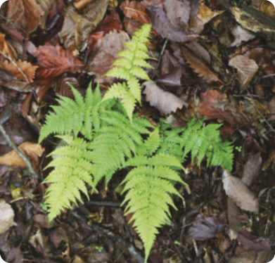 Fotografia de uma samambaia sobre um chão de folhas secas. É uma planta cujas folhas são formadas por diversos folíolos dispostos lado a lado. Os folíolos apresentam margens levemente onduladas e nervuras finas visíveis. As folhas crescem a partir de um caule subterrâneo. Mede cerca de 90 centímetros de altura e largura.