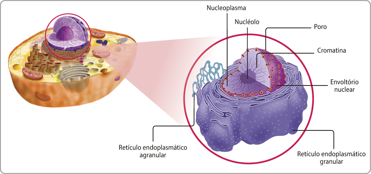 Esquema representando uma célula eucariótica em corte. O núcleo está evidenciado e ampliado dentro de um círculo. Estão indicadas as estruturas a seguir. Retículo endoplasmático granular, estrutura coberta de protuberâncias, formada por reentrâncias e cavidades que rodeiam o núcleo. Retículo endoplasmático agranular, rede de tubos interconectados que formam buracos espaços entre si. Envoltório nuclear, membrana que cobre o núcleo e possui diversos poros em sua superfície. Poro, pequena abertura do envoltório nuclear. Nucleoplasma, fluido que preenche o interior do núcleo. Cromatina, pequenas enervações que saem do nucléolo. Nucléolo, pequena esfera que fica no centro do núcleo.