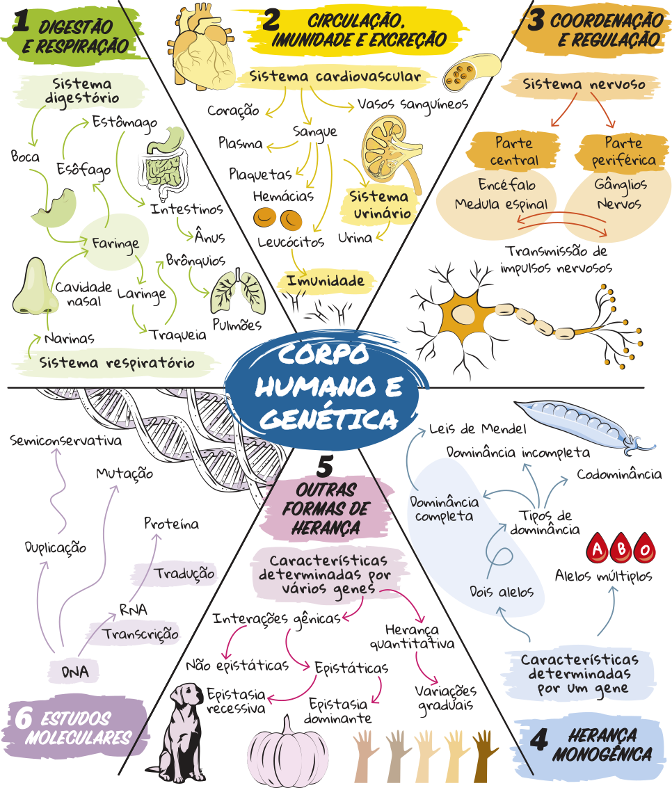 Esquema apresentando os principais conceitos da Unidade. Título: Corpo humano e Genética. 1. Digestão e respiração. O sistema digestório é composto por boca, faringe, esôfago, estômago, intestinos e ânus. O sistema respiratório é composto por narinas, cavidade nasal, faringe, laringe, traqueia e pulmões com brônquios. 2. Circulação, Imunidade e Excreção. O sistema cardiovascular é composto por coração, vasos sanguíneos e sangue. O sangue é composto por plasma, plaquetas, hemácias e leucócitos, os quais atuam na imunidade do corpo. O sangue libera excretas, pelo sistema urinário, que as libera pela urina. 3. Coordenação e Regulação. O sistema nervoso é composto por parte central e parte periférica. A parte central é formada por encéfalo e medula espinhal. A parte periférica é formada por gânglios e nervos. As partes se comunicam através de impulsos nervosos. 4. Herança Monogênica. As características determinadas por um gene podem ser influencias por alelos múltiplos ou por dois alelos. Cada alelo vai possuir um tipo de dominância: dominância completa, estudada pelas leis de Newton, dominância incompleta e codominância. 5. Outras formas de Herança. Características determinadas por vários genes podem surgir de interações gênicas não epistáticas ou epistáticas. A Epistasia pode ser recessiva ou dominante. As características determinadas por vários genes podem gerar herança quantitativa, apresentando variações graduais de fenótipos. 6. Estudos Moleculares. O D N A realiza duplicação semiconservativa, pode sofrer mutação. O D N A permite a produção de R N A através da transcrição e o R N A produz proteínas através da tradução.
