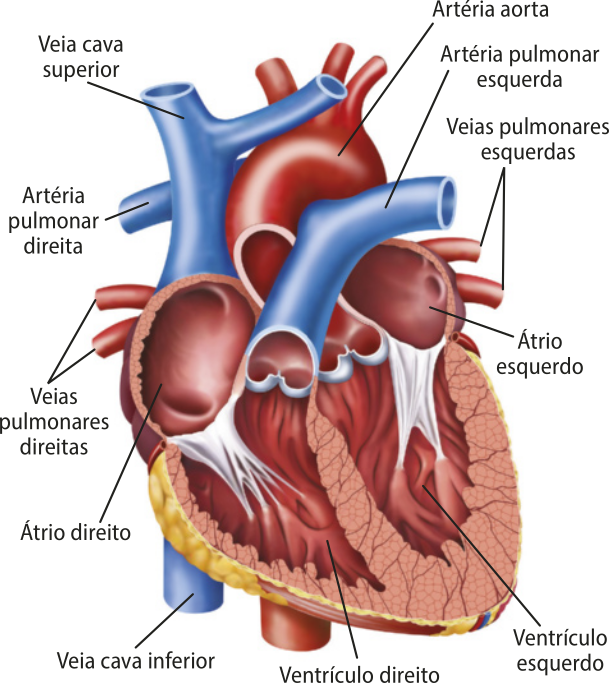 Esquema representando as estruturas do coração humano. Estão indicados a veia cava superior, a artéria aorta, as artérias pulmonares direita e esquerda, as veias pulmonares direita e esquerda, os átrios direito e esquerdo, a veia cava inferior e os ventrículos direito e esquerdo.