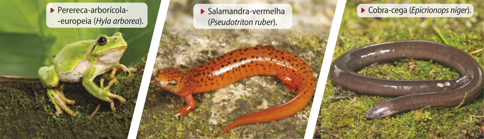 Composição de três fotografias. 1. Fotografia da perereca-arborícola-europeia sobre um tronco de árvore. Nome científico: Hyla arborea. Anfíbio com o corpo robusto, sem cauda, de pele lisa e brilhante e grandes olhos pretos. Possui barriga e papo brancos. O resto do corpo é verde claro. Possui braços e pernas musculosos, dedos alongados com a ponta arredondada. Possuem entre 3 e 4 centímetros. 2. Fotografia da salamandra-vermelha. Nome científico: Pseudotriton ruber. Anfíbio de corpo alongado, pele lisa e brilhante, quatro pequenas patas e cauda longa. Sua coloração é alaranjada e possui diversas pequenas manchas pretos espalhadas principalmente pelas costas e cabeça. Possuem entre 11 e 18 centímetros. 3. Fotografia da cobra-cega. Nome científico: Epicrionops niger. Anfíbio de corpo fino e alongado, pele lisa e brilhante, não possui patas. Possui coloração marrom acinzentada. Medem cerca de 5 a 10 centímetros.