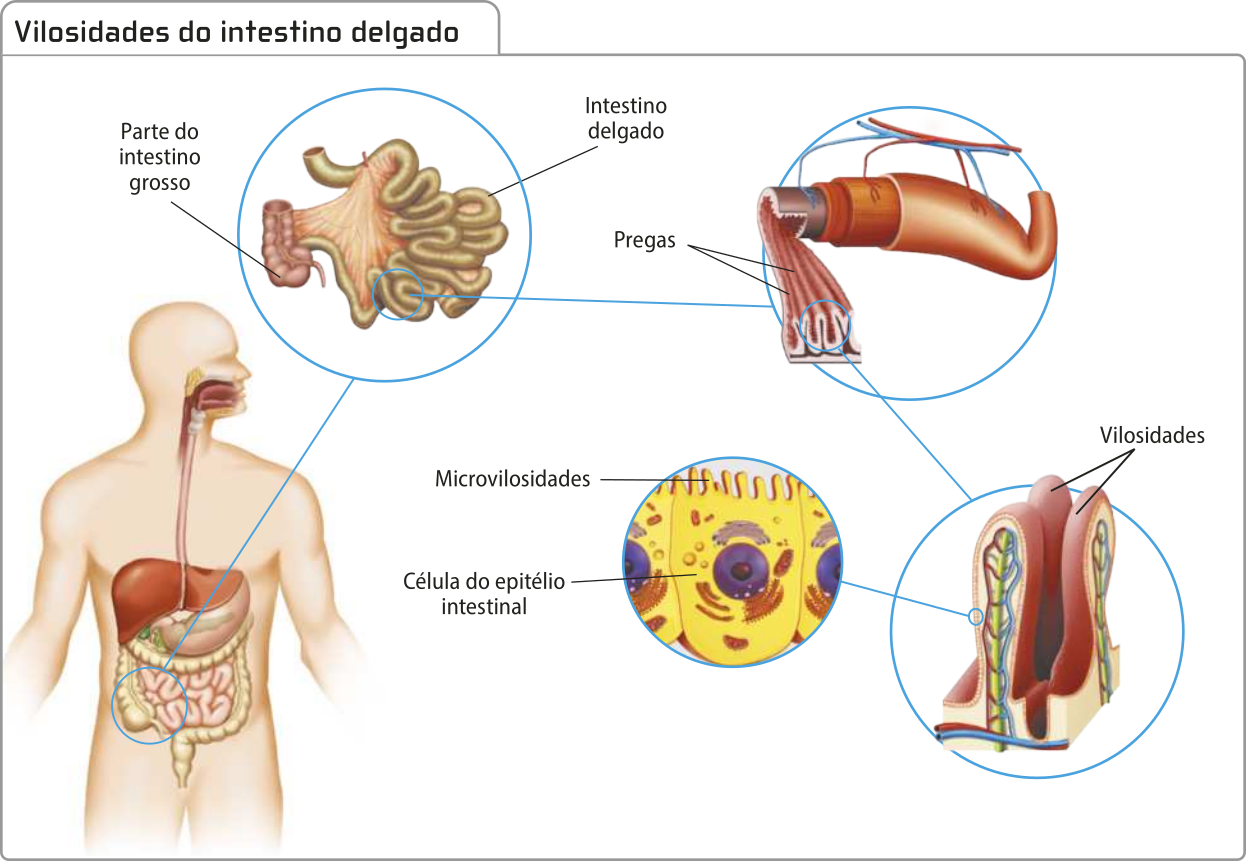 Esquema representando as vilosidades do intestino delgado. O sistema digestório está representado com os intestinos grosso e delgado indicados. Em detalhe, está um corte do intestino delgado mostrando a superfície interna coberta por pregas. As pregas são formadas por vilosidades que são revestidas de células do epitélio intestinal, cuja parte da membrana plasmática, voltada para o meio extracelular, possui microvilosidades.