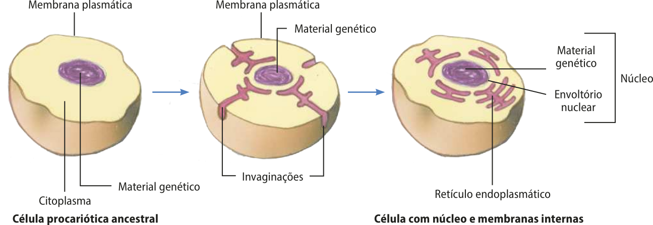 Esquema representando a formação de um sistema de endomembranas em uma célula procariótica ancestral. No primeiro momento, uma célula é apresentada em corte com a membrana plasmática, o citoplasma e o material genético indicados. No segundo momento, a membrana plasmática começa a criar invaginações em direção ao material genético. Por último, a membrana plasmática se fecha, deixando as invaginações dentro do citosol, agora chamadas de retículo endoplasmático, próximas ao material genético que passa então a ter envoltório nuclear, dando origem ao núcleo.