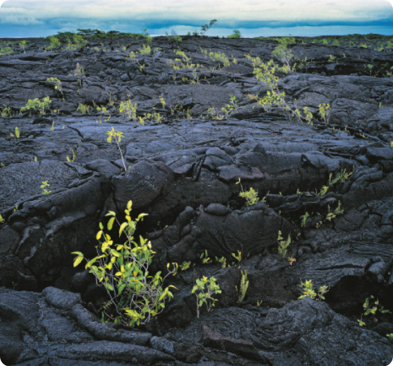 Fotografia de um solo coberto por escuras rochas originadas de lava. Elas mantêm a forma da lava líquida, portanto, possuem formatos bem arredondados. Existem algumas pequenas plantas sobre a superfície das rochas.