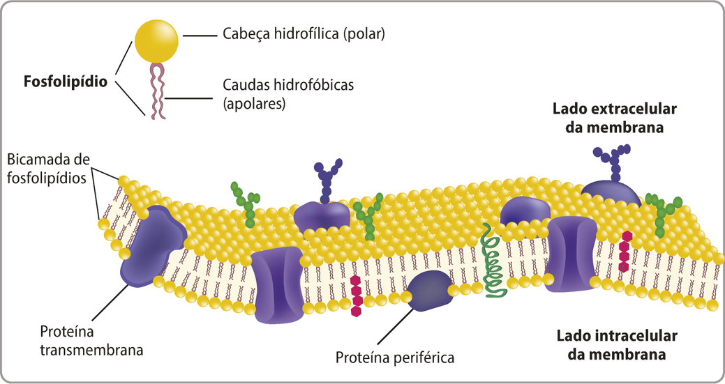 Esquema representando as estruturas da membrana plasmática. O fosfolipídio é um lipídio representado por uma esfera, a cabeça hidrofílica (polar), conectada a duas caudas hidrofóbicas (apolar). A membrana plasmática é formada por uma camada dupla de fosfolipídios, cujas caudas estão voltadas para o interior da membrana. Entre os fosfolipídios, existem dois tipos de proteínas, as periféricas e as transmembranas. As periféricas ficam em apenas uma das camadas, já as transmembranas atravessam ambas as camadas.