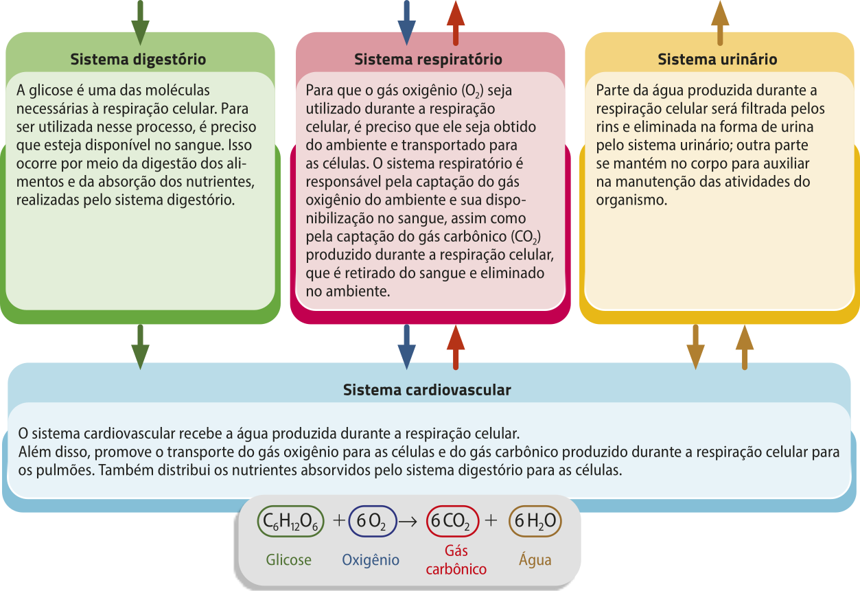 Esquema representando a integração entre a respiração celular e os diferentes sistemas do corpo humano. Sistema digestório: a glicose é uma das moléculas necessárias à respiração celular. Para ser utilizada nesse processo, é preciso que esteja disponível no sangue. Isso ocorre por meio da digestão dos alimentos e da absorção dos nutrientes, realizadas pelo sistema digestório. Sistema respiratório: para que o gás oxigênio (Oíndice 2) seja utilizado durante a respiração celular, é preciso que ele seja obtido do ambiente e transportado para as células. O sistema respiratório é responsável pela captação do gás oxigênio do ambiente e sua disponibilização no sangue, assim como pela captação do gás carbônico (C Oíndice 2) produzido durante a respiração celular, que é retirado do sangue e eliminado no ambiente. Sistema urinário: parte da água produzida durante a respiração celular será filtrada pelos rins e eliminada na forma de urina pelo sistema urinário; outra parte se mantém no corpo para auxiliar na manutenção das atividades do organismo. Sistema cardiovascular: O sistema cardiovascular recebe a água produzida durante a respiração celular. Além disso, promove o transporte do gás oxigênio para as células e do gás carbônico produzido durante a respiração celular para os pulmões. Também distribui os nutrientes absorvidos pelo sistema digestório para as células. A reação da respiração celular então fica Glicose Cíndice 6 Híndice 12 Oíndice 6 mais oxigênio 6 Oíndice 2 é igual a gás carbônico 6 C Oíndice 2 mais água 6 Híndice 2 O.