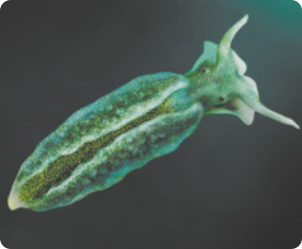 Fotografia de uma lesma do mar. Possui corpo verde e alongado. Na cabeça, há duas estruturas alongadas e pontudas e dois olhos.
