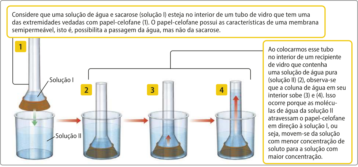 Esquema representando as etapas do experimento e a explicação em texto. 1. Tubo contendo solução um sobre um recipiente de vidro contendo solução dois. Texto: Considere que uma solução de água e sacarose (solução I) esteja no interior de um tubo de vidro que tem uma das extremidades vedadas com papel celofane. O papel celofane possui as características de uma membrana semipermeável, isto é, possibilita a passagem da água, mas não da sacarose. 2. O tubo é colocado dentro do recipiente. 3. O nível de água dentro do tudo sobe enquanto o nível de água dentro do recipiente desce. 4. O nível de água dentro do tudo sobe ainda mais, quase atingindo o topo, enquanto o nível de água dentro do recipiente desce mais um pouco. Texto: Ao colocarmos esse tubo no interior de um recipiente de vidro que contenha uma solução de água pura (solução dois) (etapa 2), observa-se que a coluna de água em seu interior sobe (etapas 3 e 4). Isso ocorre porque as moléculas de água da solução dois atravessam o papel celofane em direção à solução um, ou seja, movem-se da solução com menor concentração de soluto para a solução com maior concentração.