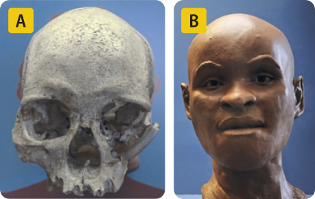 Composição de duas fotografias. A. Crânio humano fossilizado em bom estado de conservação. Apenas os ossos da cavidade ocular estão um pouco deteriorados. B. Escultura de cabeça humana. Tem pele negra, sem cabelos.