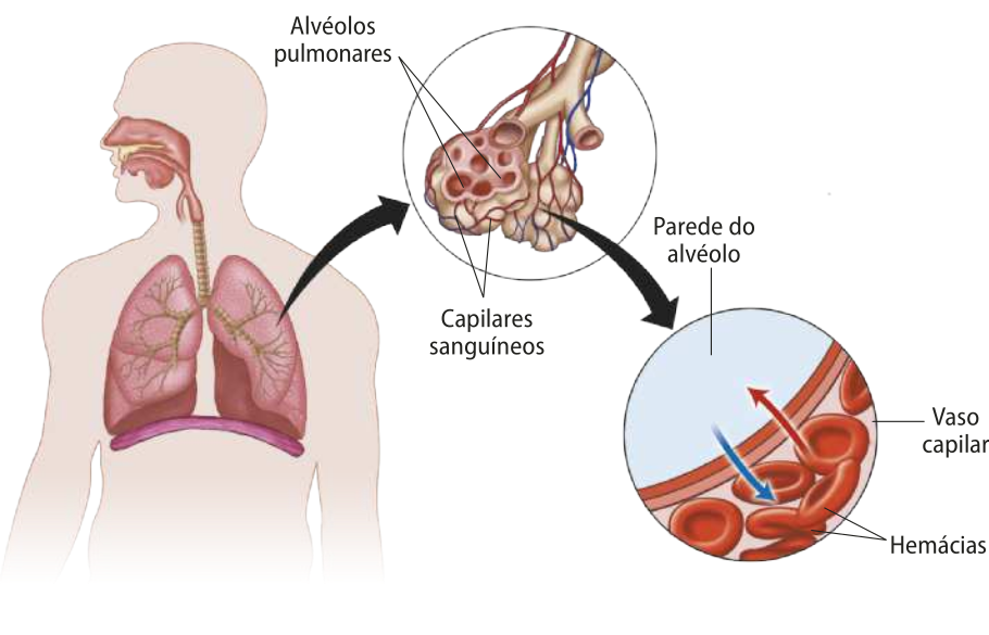 Esquema representando o sistema respiratório humano no corpo. Ampliado em detalhe, estão os alvéolos pulmonares cobertos de capilares sanguíneos. Ampliado em detalhe, está um capilar com hemácias realizando a troca gasosa indicada por setas.