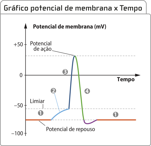 Gráfico linha 'Potencial de membrana versus tempo'. O eixo vertical representa o potencial de membrana milivolts. O eixo horizontal representa o tempo. 1. Potencial de repouso: -100 milivolts. 2. O potencial aumenta para -50 milivolts (limiar). 3. O potencial aumenta rapidamente para + 50 milivolts (potencial de ação). 4. O potencial cai rapidamente para - 60 milivolts. 5. O potencial retorna ao repouso em - 50 milivolts.