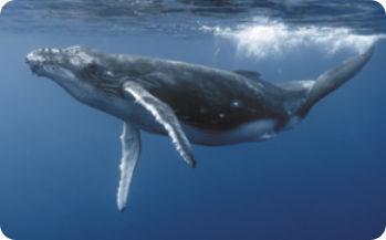Fotografia de uma baleia nadando no mar. É um grande mamífero de pele lisa. Possui duas nadadeiras nas laterais do corpo e uma cauda bifurcada e achatada.