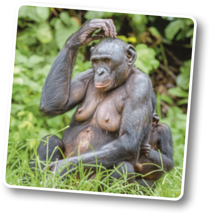 Fotografia de bonobos, uma mãe adulta e seu filhote, sentados em um local de vegetação rasteira. O bonobo é um primata com os braços longos, corpo magro, mas musculoso, coberto por pelos escuros, mais ralos na região do peito e do rosto. As mãos e os pés são grandes, com dedos longos e polegar opositor. Mede cerca de 80 centímetros.