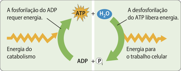 Esquema representando a fosforilação do A D P e da desfosforilação do A T P por meio de setas. Molécula de A D P em adição a um fosfato inorgânico com entrada de energia do catabolismo, gera molécula de A T P e água, processo chamado de fosforilação do A D P. A molécula de A T P em adição da molécula de água, libera energia para o trabalho celular, se transformando em A D P e fosfato inorgânico, processo chamado de desfosforilação do A T P.