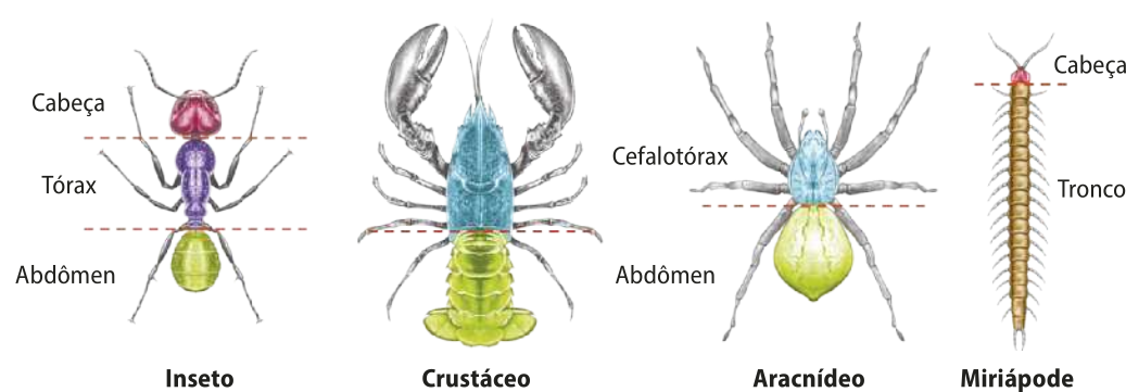 Ilustração representando um inseto, um crustáceo, um aracnídeo e um miriápode. O corpo do inseto está dividido entre cabeça, tórax e abdômen. O corpo do crustáceo e do aracnídeo está dividido entre cefalotórax e abdômen. Já o corpo do miriápode está dividido entre cabeça e tronco.