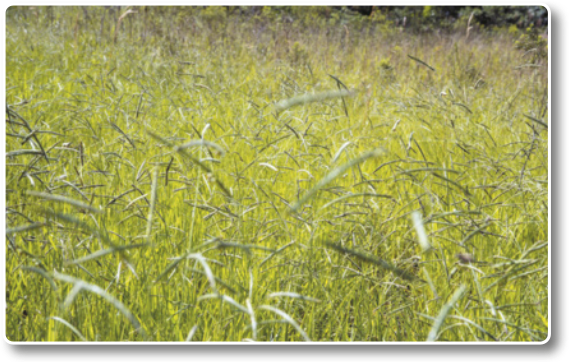 Fotografia de um campo coberto de capim.