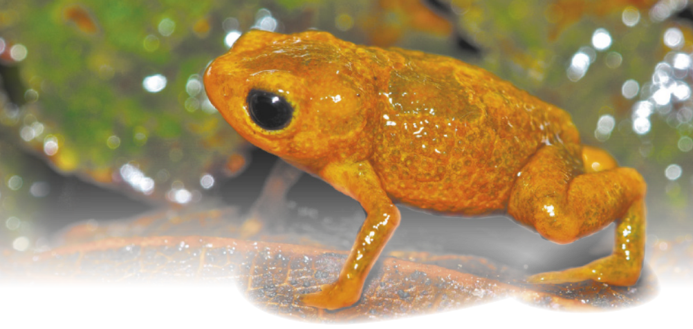 Fotografia de um sapo-pulga. Anfíbio pequeno com a pele lisa e brilhante, membrana entre os dedos das quatro patas e grandes olhos pretos. Os indivíduos possuem cerca de 7 milímetros.