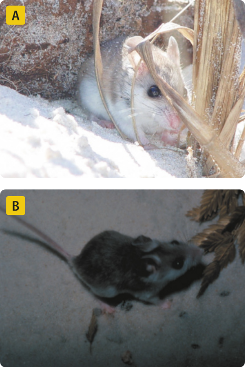 Composição de duas fotografias de ratos da espécie Peromyscus polionotus. São roedores de pelo curto, pequenas orelhas arredondadas, com olhos pretos nas laterais da cabeça, patas curtas e uma longa e fina cauda, que possui menos pelos do que o resto do corpo. Medem geralmente entre 11 e 14 centímetros de comprimento total, incluindo a cauda. A cauda sozinha representa cerca de 4 a 6 centímetros desse comprimento. A. Rato de pelagem clara sobre areia atrás de um ramo de capim seco. B. Rato de pelagem escura sobre areia.