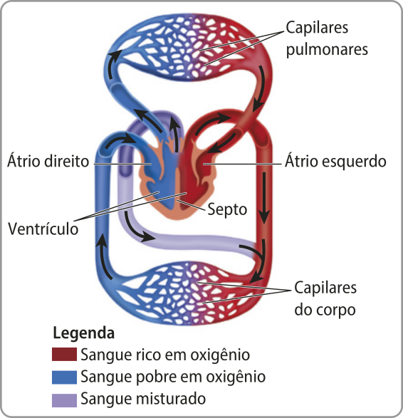 Esquema representando o sistema circulatório dos répteis não crocodilianos. O sangue rico em oxigênio sai dos capilares pulmonares e vai até o coração, entra pelo átrio esquerdo, passa pelo ventrículo e se mistura parcialmente com o sangue pobre em oxigênio. Depois, sai do coração e vai para os capilares do corpo. O sangue misturado também sai do coração por uma artéria diferente e vai para os capilares do corpo. O sangue, agora pobre em oxigênio, volta ao coração pelo átrio direito, passa pelo ventrículo e sai do coração, voltando aos capilares pulmonares.