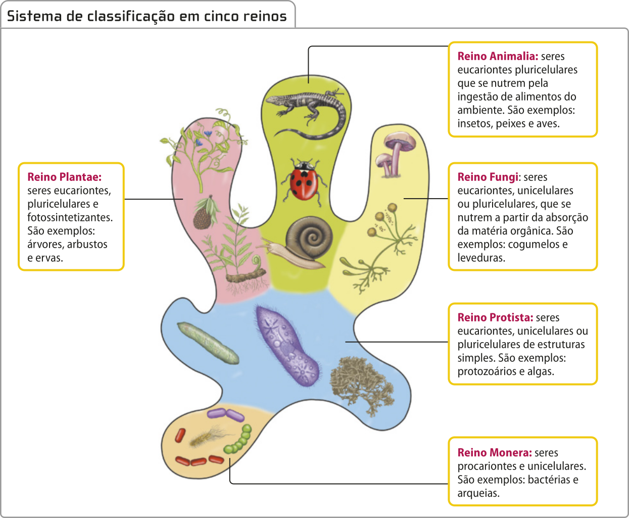 Esquema representando o sistema de classificação em cinco reinos. Exemplos de seres de cada reino estão agrupados dentro de uma mancha sem forma definida. Reino Animalia: seres eucariontes pluricelulares que se nutrem pela ingestão de alimentos do ambiente. São exemplos: insetos, peixes, aves, moluscos e lagartos. Reino Fungi: seres eucariontes, unicelulares ou pluricelulares, que se nutrem a partir da absorção da matéria orgânica. São exemplos: cogumelos e leveduras. Reino Protista: seres eucariontes, unicelulares ou pluricelulares de estruturas simples. São exemplos: protozoários e algas. Reino Monera: seres procariontes e unicelulares. São exemplos: bactérias e arqueias. Reino Plantae: seres eucariontes, pluricelulares e fotossintetizantes. São exemplos: árvores, arbustos e ervas.