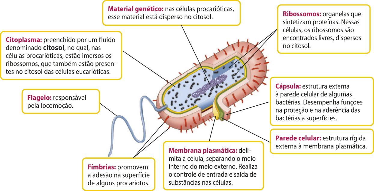 Esquema de uma célula eucariótica de formato cilíndrico com um flagelo em uma das extremidades, um corte longitudinal, possibilitando observar as estruturas em seu interior. Cada estrutura está ligada ao seu nome e, em seguida, sua descrição. 'A cápsula é estrutura externa à parede celular de algumas bactérias. Desempenha funções na proteção e na aderência das bactérias a superfícies.' 'Parede celular: estrutura rígida externa à membrana plasmática.' 'Membrana plasmática: delimita a célula, separando o meio interno do meio externo. Realiza o controle de entrada e saída de substâncias nas células.' 'Fímbrias: promovem a adesão na superfície de alguns procariotos.' 'Flagelo: responsável pela locomoção.' 'Citoplasma: preenchido por um fluido denominado citosol, no qual, nas células procarióticas, estão imersos os ribossomos, que também estão presentes no citosol das células eucarióticas.' 'Material genético: nas células procarióticas, esse material está disperso no citosol' 'Ribossomos: organelas que sintetizam proteínas. Nessas células, os ribossomos são encontrados livres, dispersos no citosol.'