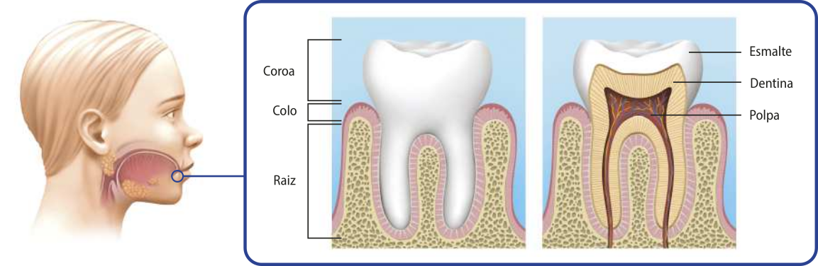 Esquema representando as estruturas de um dente. Há uma cabeça indicando a localização do dente na boca. Há duas imagens, uma do dente visto por fora com a coroa, o colo e a raiz indicadas. Outra imagem mostra o dente em corte com o esmalte, a dentina e a polpa indicados.