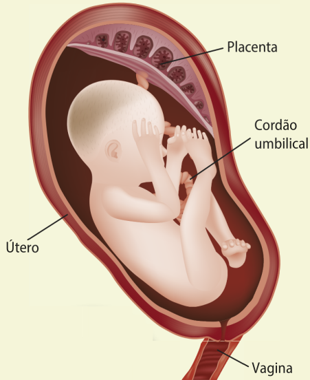 Esquema representando o útero com um feto bem desenvolvido dentro. Estão indicados o útero, a vagina, a placenta e o cordão umbilical.