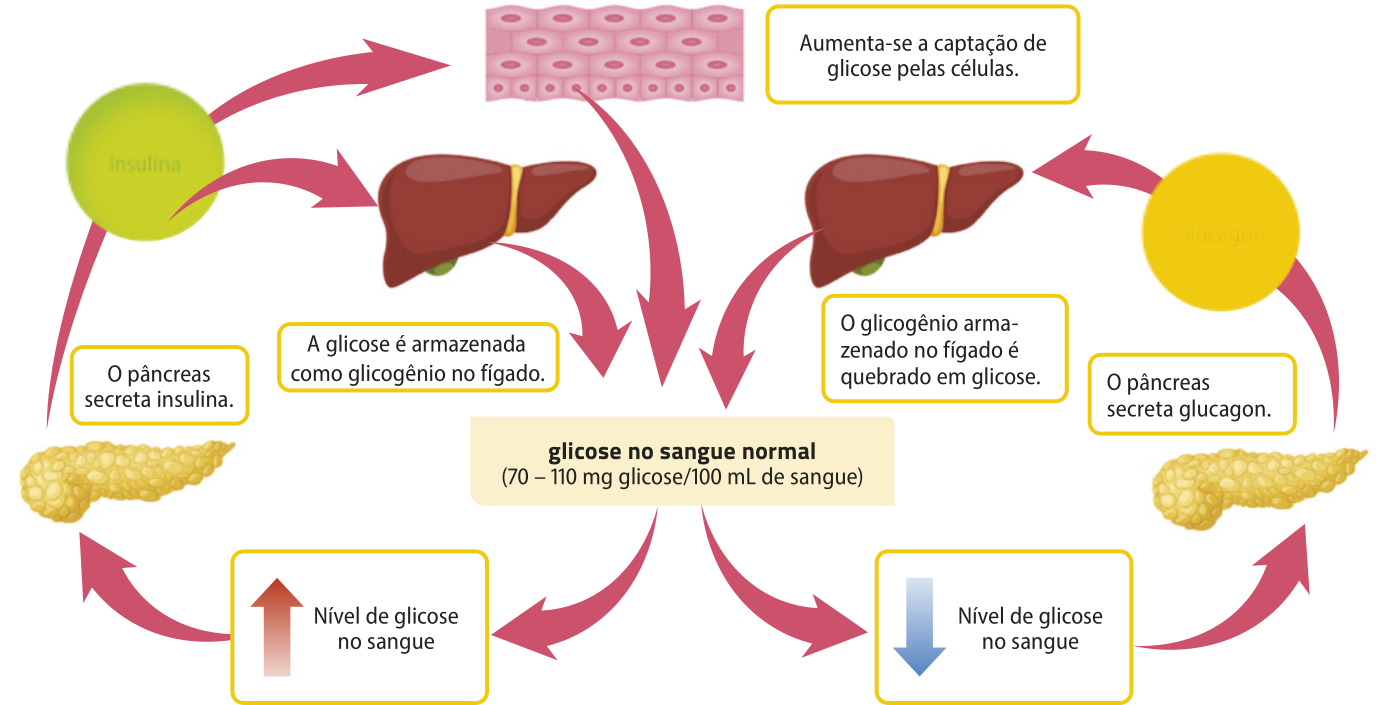 Esquema representando a ação da insulina e do glucagon. Glicose no sangue normal entre 70 e 110 miligramas por 100 mililitros de sangue. Quando o nível de glicose no sangue sobe, o pâncreas libera insulina. Isso aumenta a captação de glicose pelas células e faz com que a glicose seja armazenada como glicogênio no fígado, tornando o nível de glicose no sangue normal novamente. Quando o nível de glicose no sangue abaixa, o pâncreas secreta glucagon. Isso faz com que o glicogênio armazenado no fígado seja quebrado em glicose, tornando o nível de glicose no sangue normal novamente.