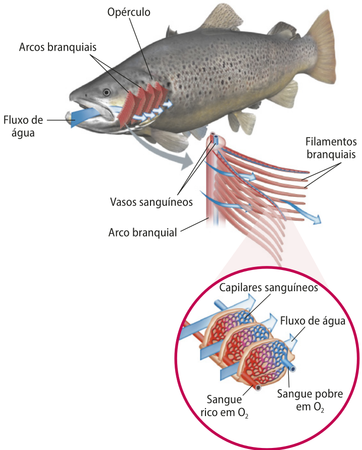 Esquema representando a respiração branquial de um osteícte. Está indicado no peixe o opérculo, estrutura arredondada que cobre uma abertura lateral na cabeça e protege os arcos branquiais.  Na imagem, o peixe possui 4 arcos branquiais, um deles está ampliado em detalhe com os vasos sanguíneos indicados dentro dele e filamentos branquiais projetando-se dele. Ampliado em detalhe, está o corte transversal de um dos filamentos. Ele é formado por lâminas de capilares sanguíneos conectadas a dois vasos sanguíneos, um carrega o sangue rico em oxigênio, o outro carrega o sangue pobre em oxigênio. O fluxo de água está representado por setas. A água entra pela boca, passa pelos filamentos branquiais e sai pelo opérculo.