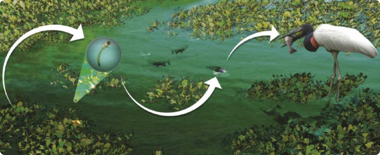 Esquema representando uma cadeia alimentar do Pantanal. A planta aquática alimenta a larva, que alimenta o peixe que alimenta o tuiuiú.