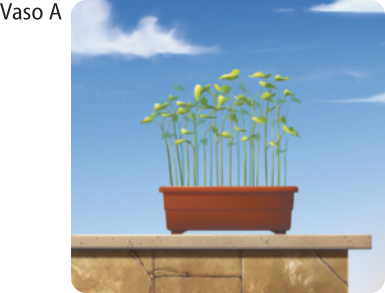Ilustração do vaso A. O vaso possui brotos de plantas, está em um ambiente aberto, exposto à luz solar, sobre uma superfície.