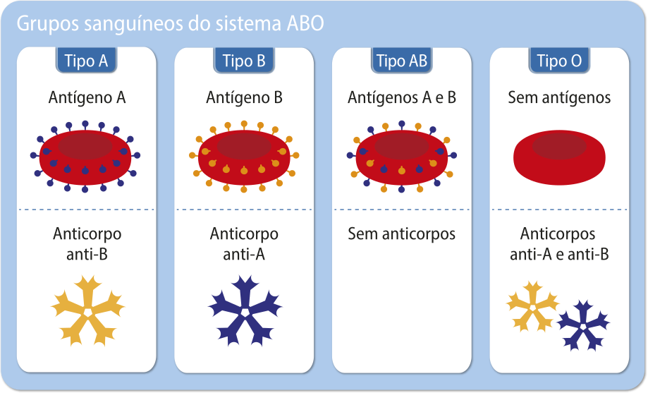 Esquema representando os grupos sanguíneos do sistema A B O. Tipo A. Hemácia com antígeno A e anticorpo anti-B. Tipo B. Hemácia com antígeno B e anticorpo anti-A. Tipo A. Hemácia com antígenos A e B e sem anticorpos. Tipo O. Hemácia sem antígenos e anticorpos anti-A e anti-B.