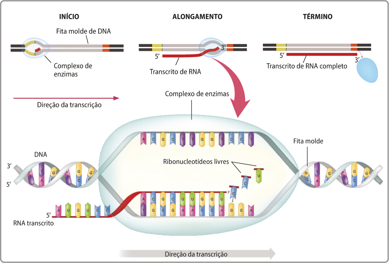 Esquema representando as etapas da transcrição, com destaque à etapa de alongamento. Início: está representada a fita molde de D N A com uma abertura no meio das fitas e um complexo de enzimas envolvendo esta abertura. Alongamento: as enzimas se movem ao longo do D N A liberando o transcrito de R N A. No detalhe, o complexo de enzimas faz uma abertura no D N A para que ribonucleotídeos livres se encaixem na fita molde, e formem o R N A transcrito. Término: o complexo de enzimas deixa o D N A e o transcrito de R N A está completo.